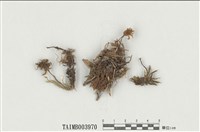 藏品(暖地大葉苔)的圖片